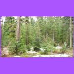 Mt. Hood National Forest 3.jpg